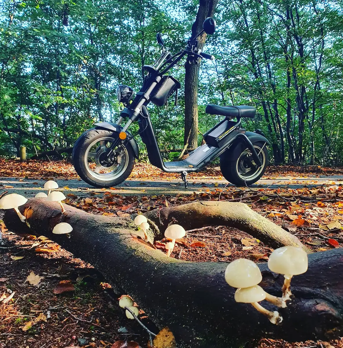 Ga je mee paddestoelen spotten?