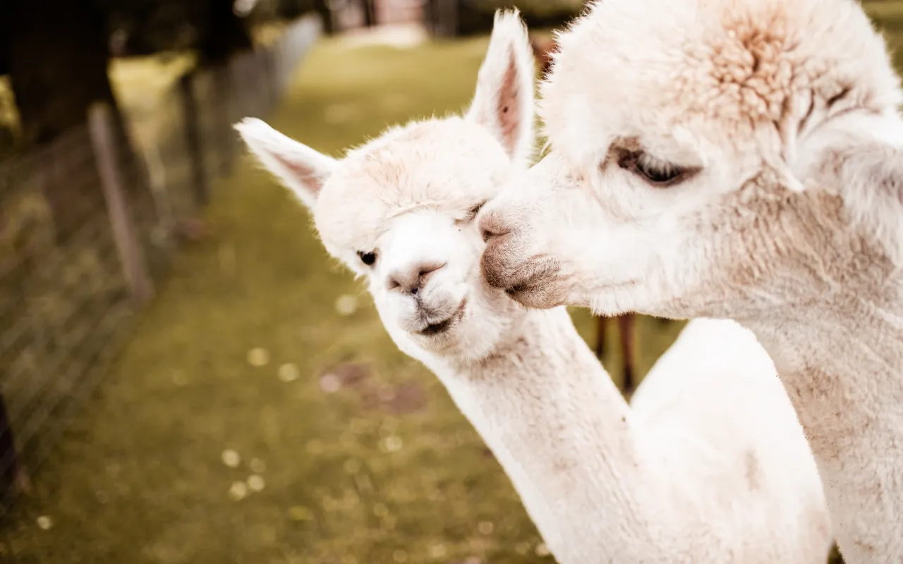 Alpaca Borrel