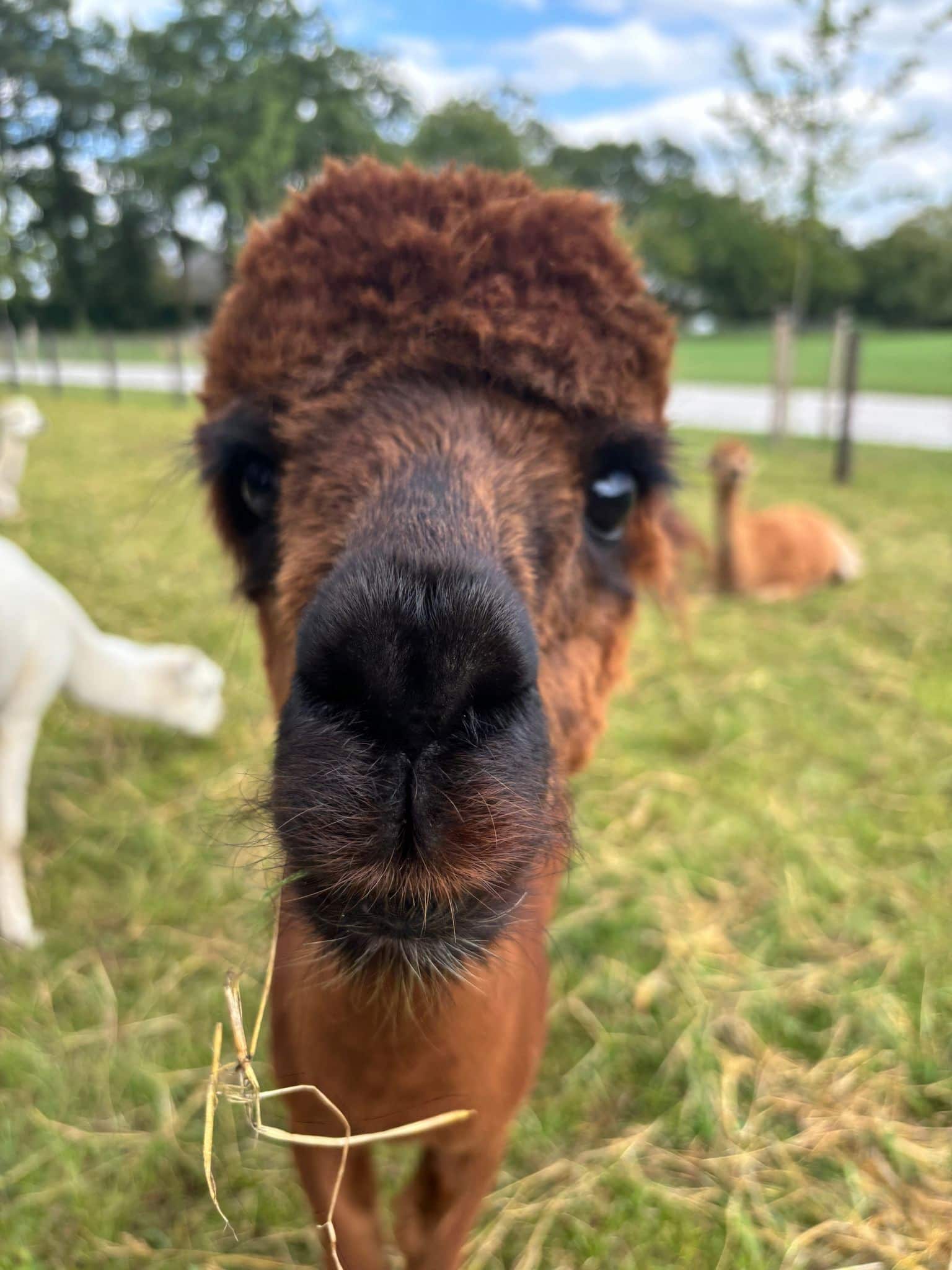 Alpaca High Tea – Solexverhuur Woudenberg