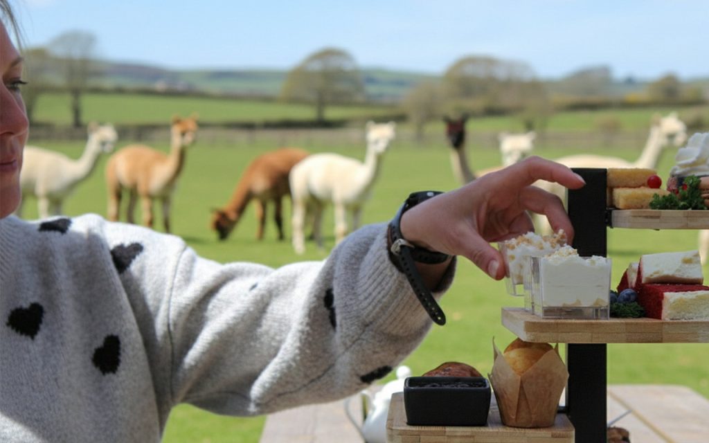 Alpaca High Tea